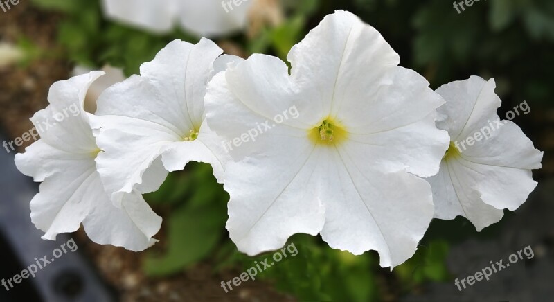 Petunia Page Century White Flower White Flowers Elegance