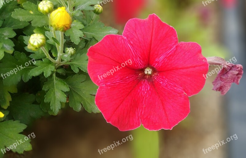 Petunia Red Flower Beautiful Happy Sejong City