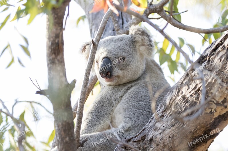 Koala Animal Tree Marsupial Wildlife