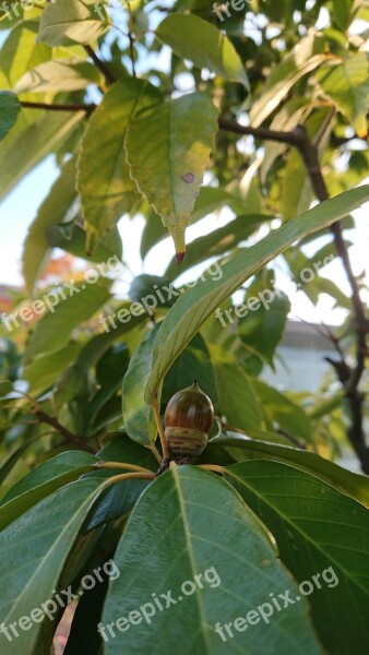 Wood Acorn Natural Free Photos