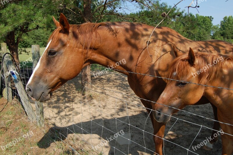 Horse Ranch Riding Nature Equestrian