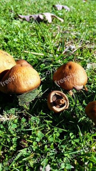 Mushrooms Wild Mushrooms Brown Green Grass