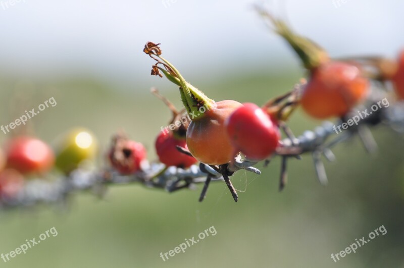 Rose Hip Series Cord Free Photos