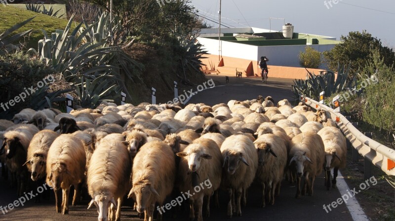 Sheep Road Gran Canaria Spain Animal