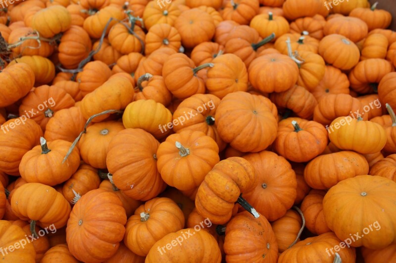 Pumpkins Johnson Farms Plants And Pumpkins Belton Missouri Free Photos