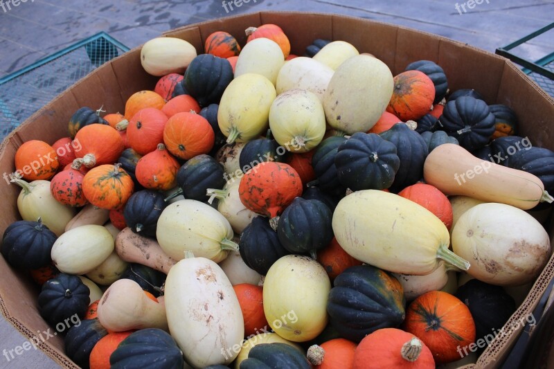 Winter Squash Johnson Farms Plants And Pumpkins Belton Missouri Free Photos