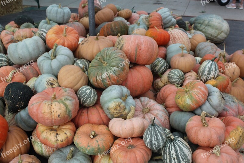 Pumpkins Johnson Farms Plants And Pumpkins Belton Missouri Free Photos