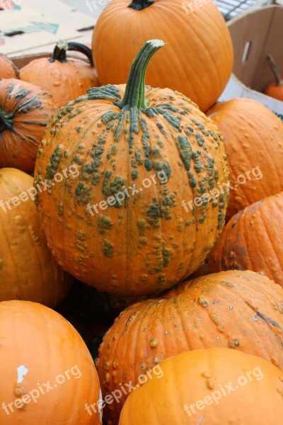 Pumpkin Johnson Farms Plants And Pumpkins Belton Missouri Free Photos