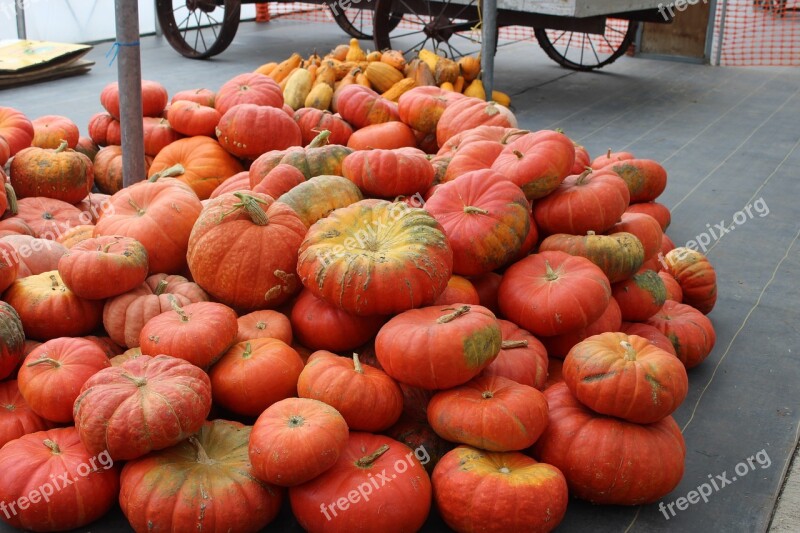 Pumpkin Johnson Farms Plants And Pumpkins Belton Missouri Free Photos