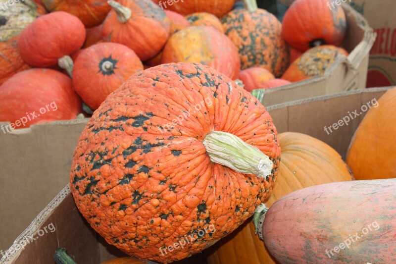 Pumpkin Johnson Farms Plants And Pumpkins Belton Missouri Free Photos