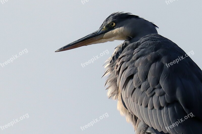 Bird Heron Grey Heron Head Animal World