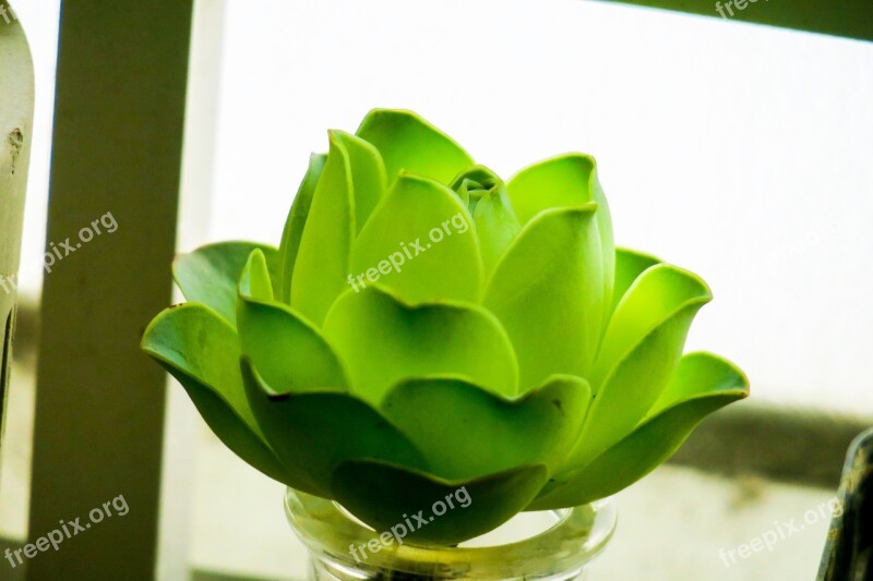 Hong Kong Plant Petal Color Green