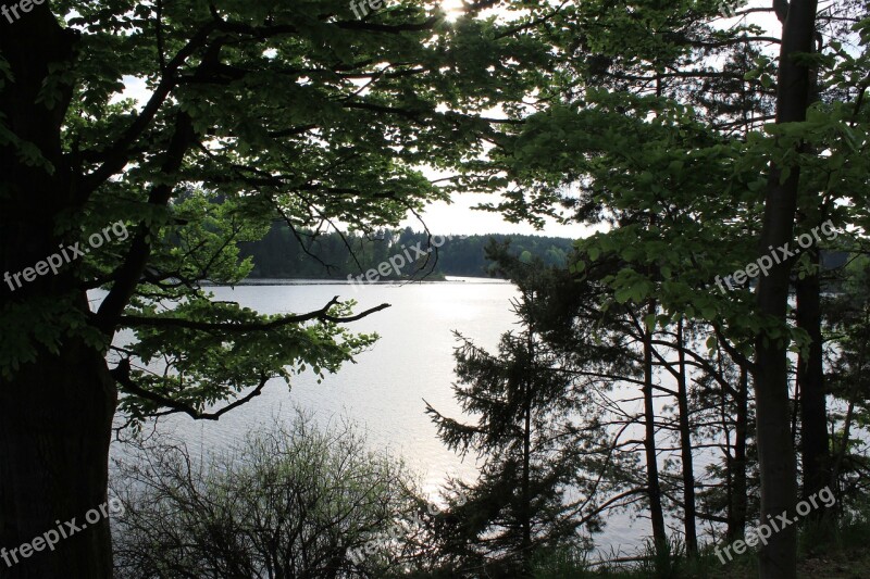 Lake View Tree Lake Waters Forest