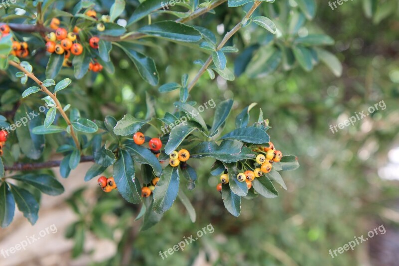 Burning Bush Pyracantha Shrub Thorn Free Photos