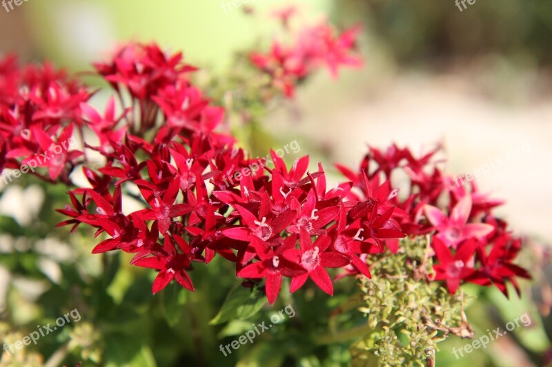 Flowering Red Flowers Shrub Red Free Photos