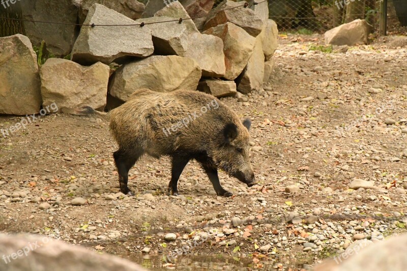 Boar Zoo Pig Nature Animal