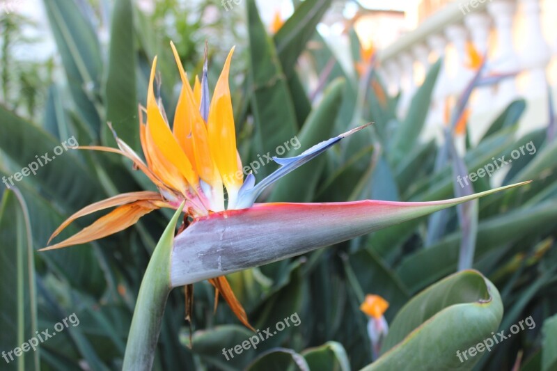 Bird Paradise Strelitzia Flower Plant Exotic