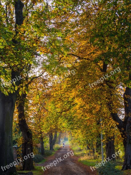 Autumn October Foliage In The Fall Clear