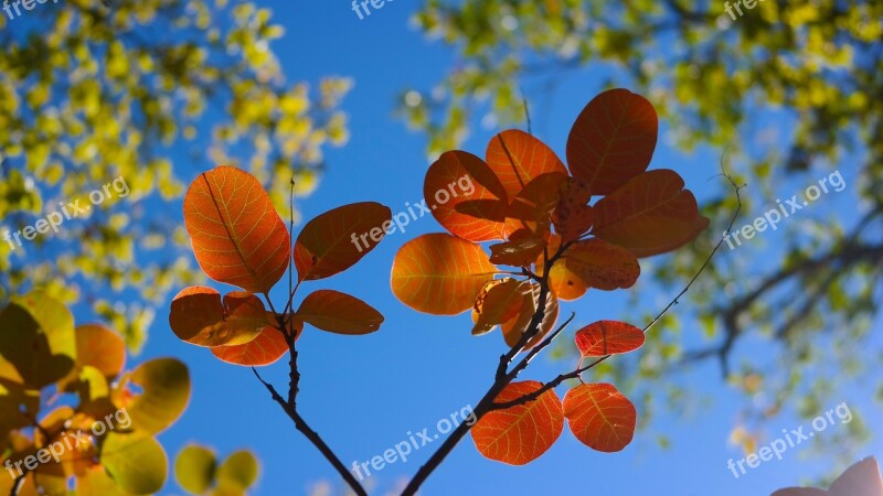 Leaves Red Autumn Foliage Color In The Fall Of