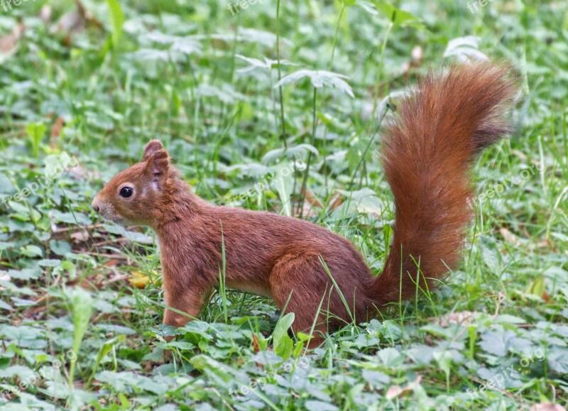 Squirrel Animal Nature Cute Rodent