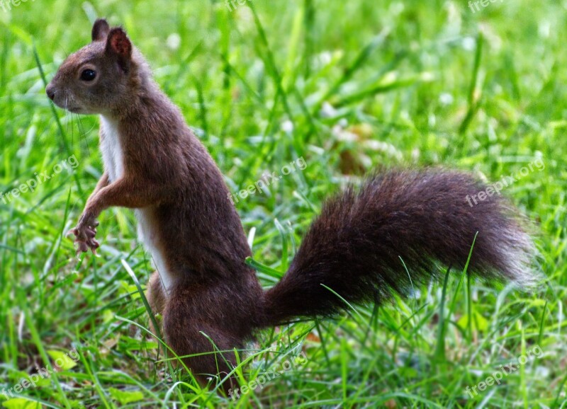 Squirrel Animal World Nature Cute Animal