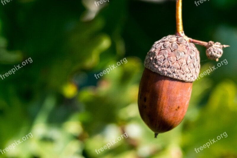 Acorn Nature Forest Oak Summer