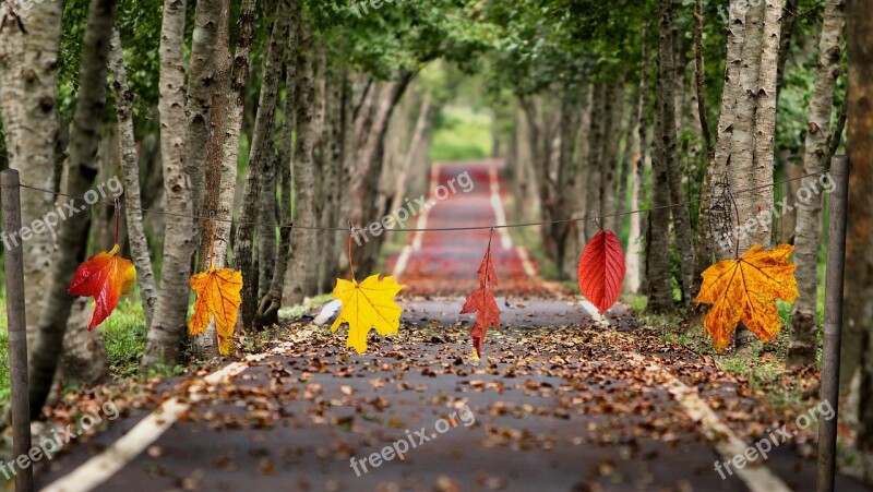 Autumn Colorful Fall Foliage Fall Color Leaves