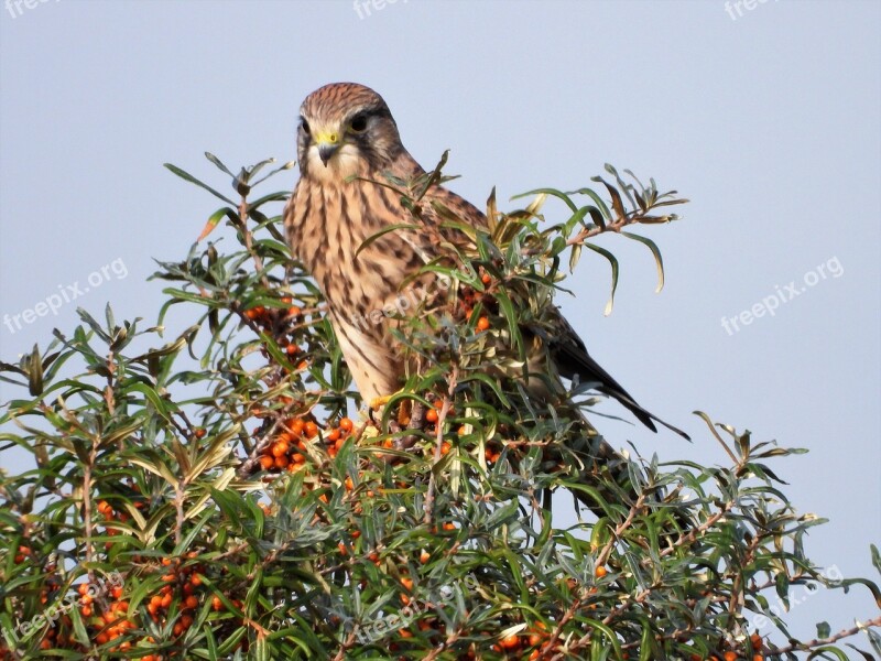 Kestrel Bird Of Prey Falconry Free Photos