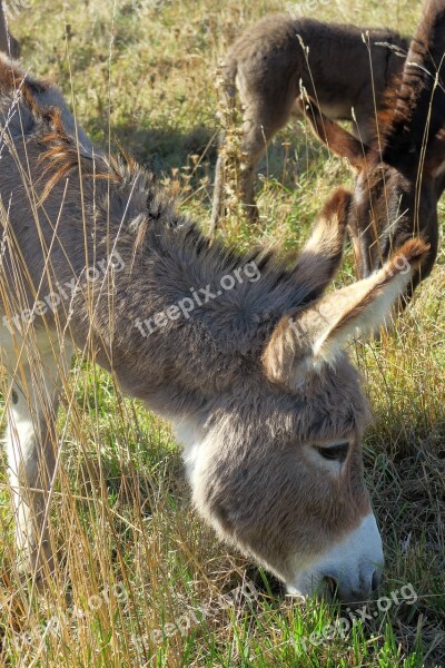 Long Eared Donkey Dog Eared Free Photos