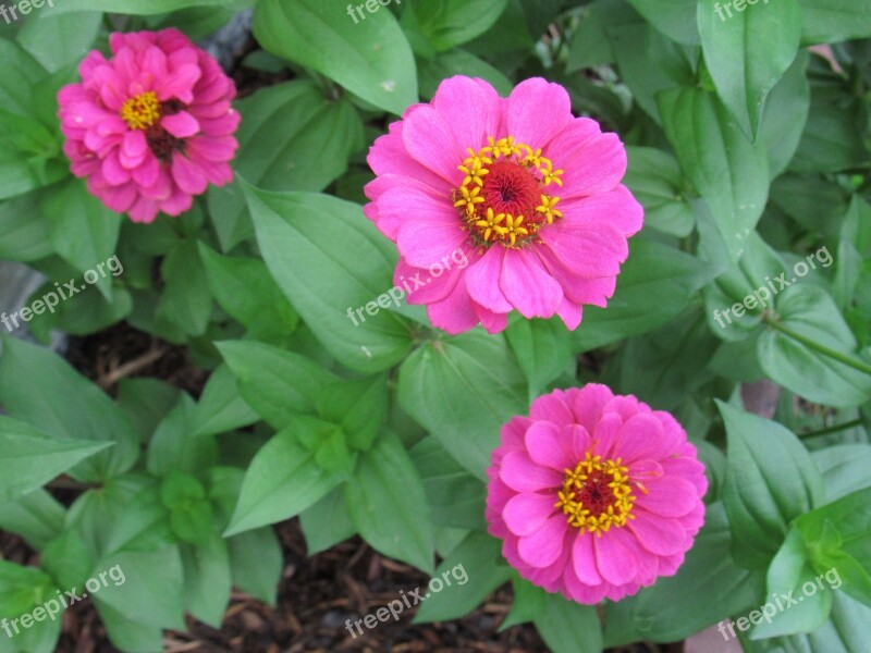 Bloom Pink Flowers Blossom Nature