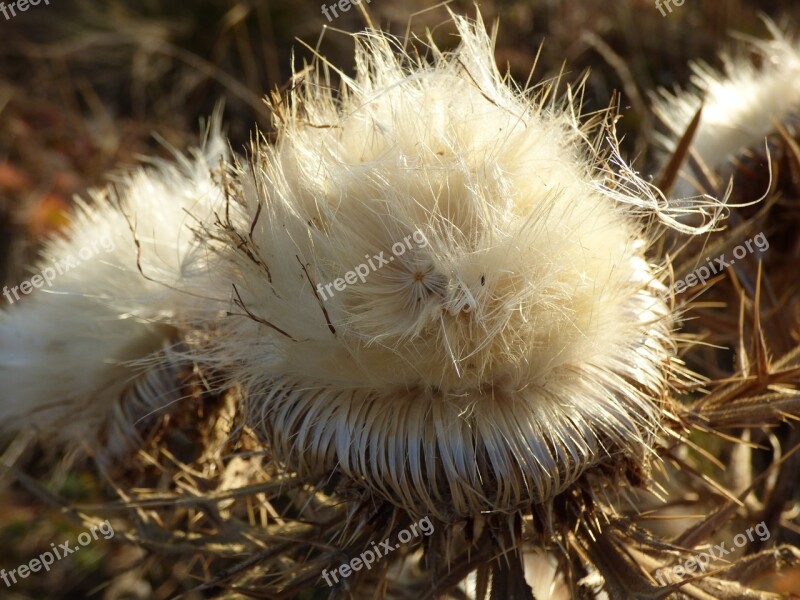 Thistle Dry Flower Barbed Meadow