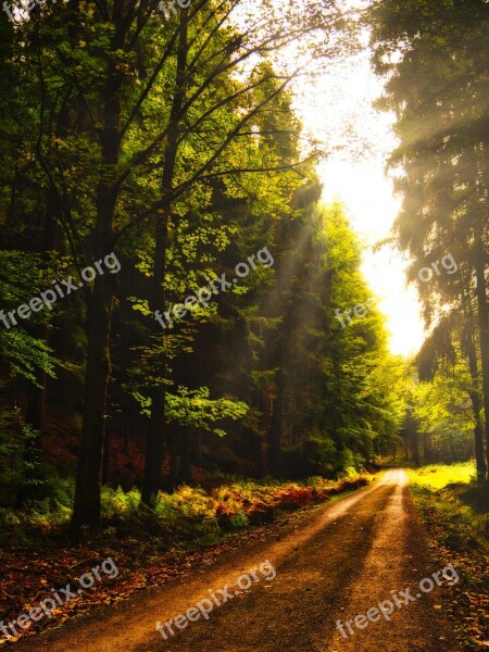 Landscape Way Hiking Nature Forest Tree