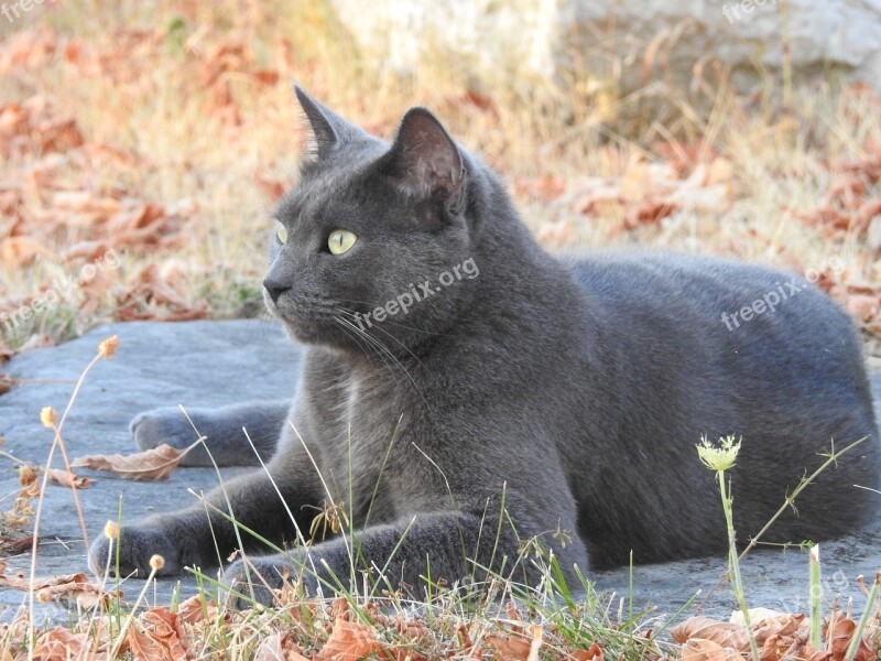 Feline Cat Grey Autumn Fall