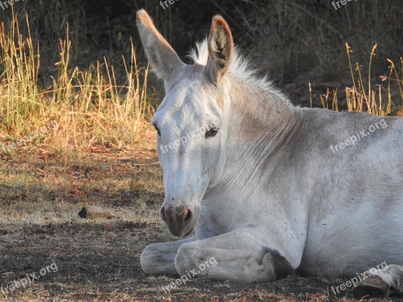 Donkey Ass White Equine Mammal