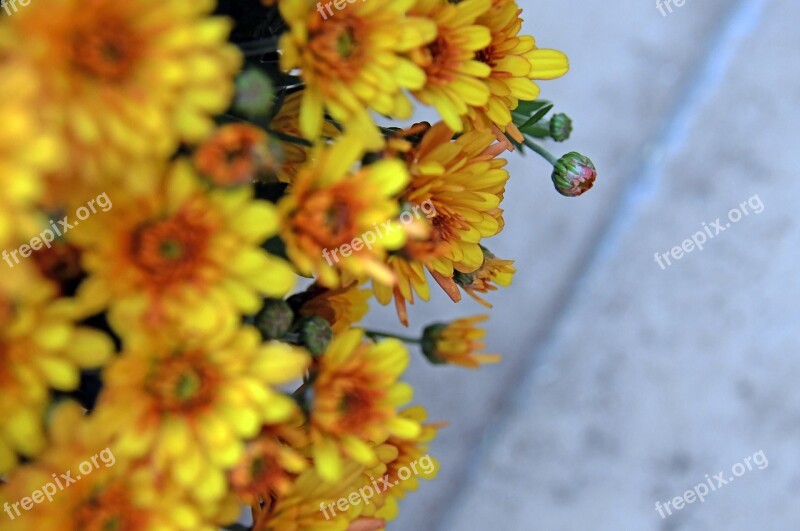 Autumn Fall Flowers Chrysanthemum Yellow Chrysanthemum Blooms At