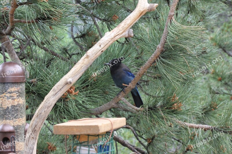 Stellar Jay Cute Cute Bird Animal Colorado