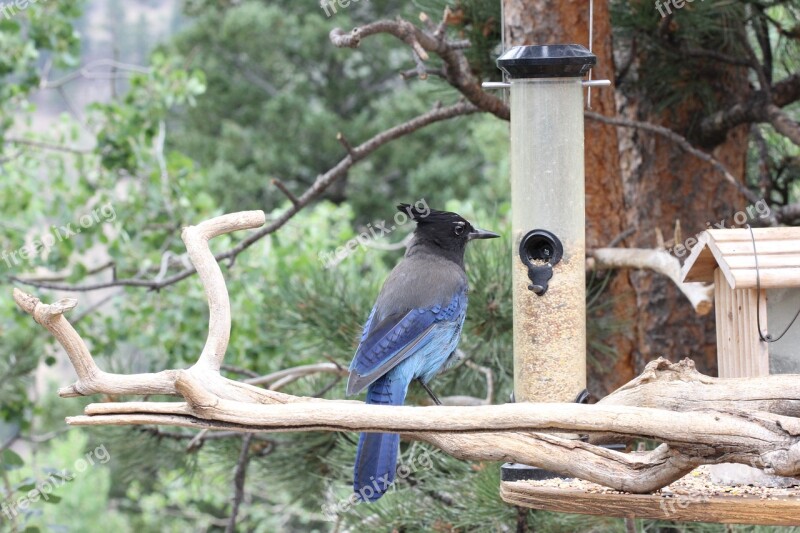 Stellar Jay Cute Cute Bird Animal Colorado