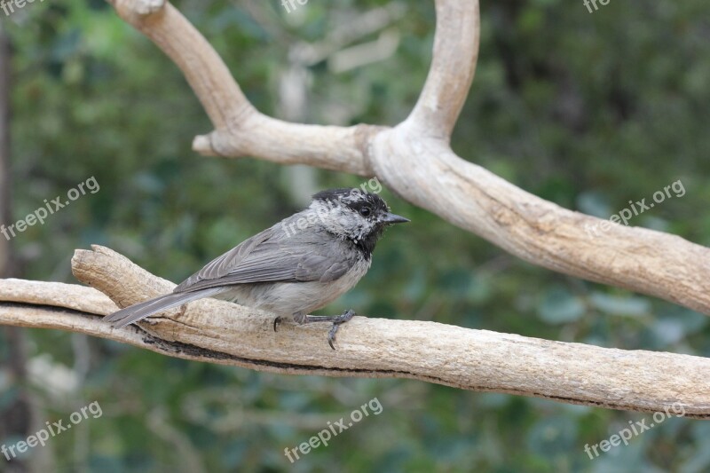 Chickadee Cute Cute Bird Little Bird Furry