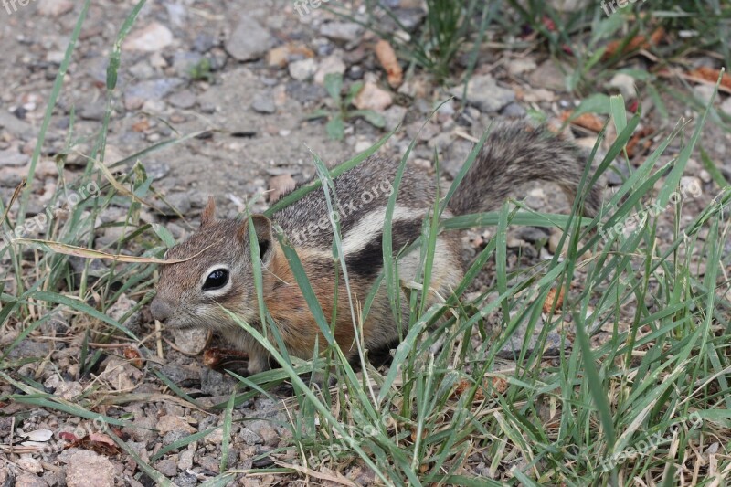 Chipmunk Cute Cute Animal Furry Fuzzy