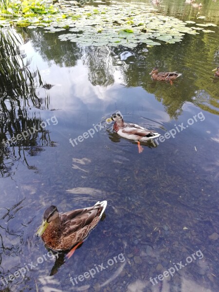 Ducks Pond Lake Water Relax