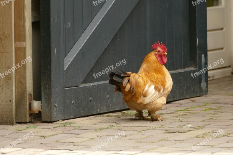 Chicken Farm Cattle Bird Animal