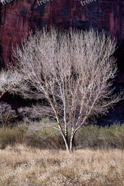 Zion Utah Tree Spring Scenic