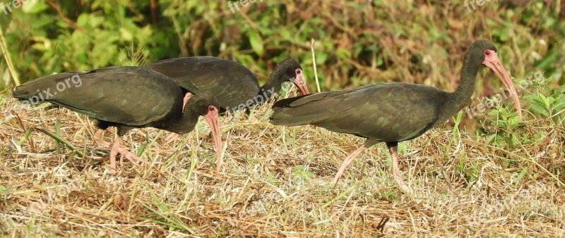 Nature Birds Ibis Black Colombia