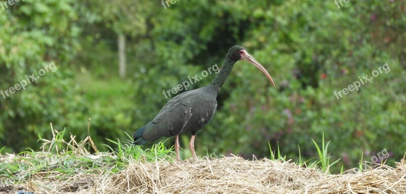 Fauna Ave Ibis Black Colombia