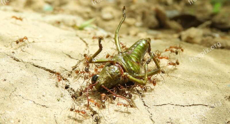 Insects Macro Ants Cricket Colombia