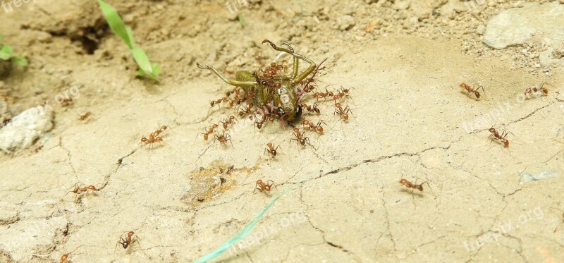 Insects Work Ants Colombia Free Photos