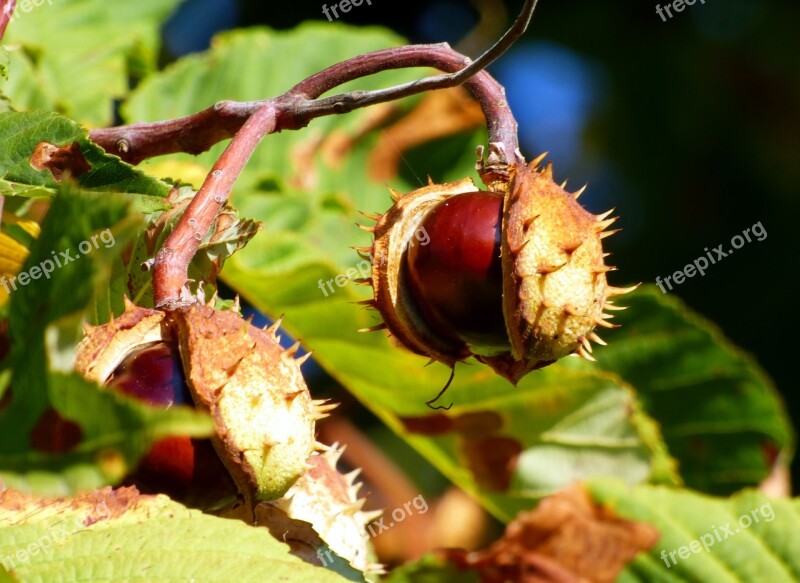 Fall Brown Nature Horse Chestnut Fruit