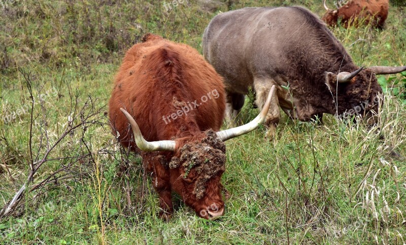 Galloway Highland Beef Wild Graze Hook And Loop Closure