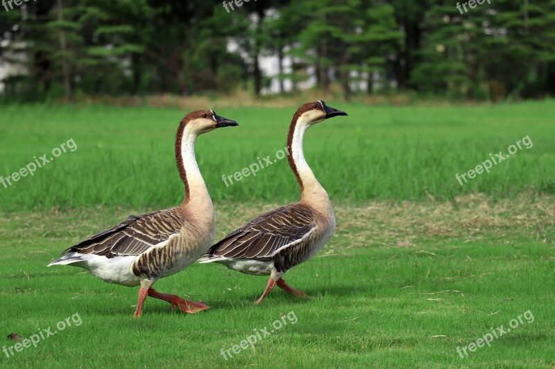 Big Wild Goose Pagoda Walking Park Natural Birds