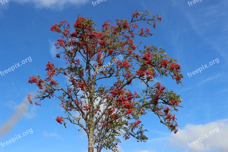 Mountain Ash Autumn Red Bright Fall Color